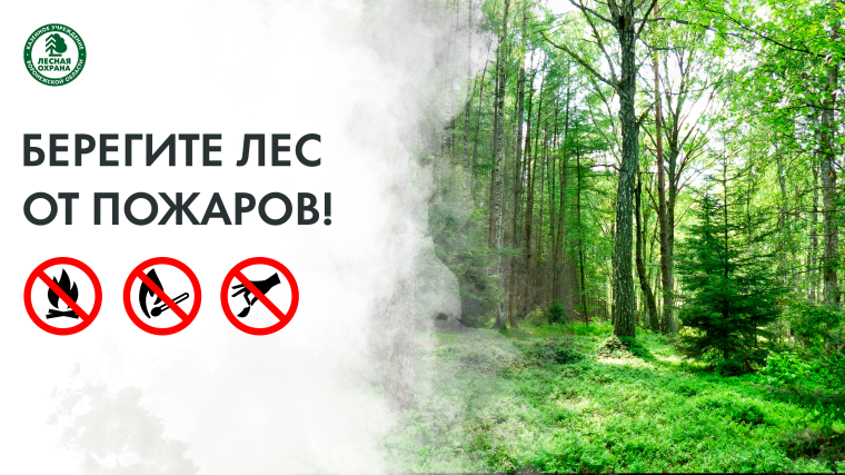 БЕРЕГИТЕ ЛЕС!. БЕРЕГИТЕ ЛЕС!.
