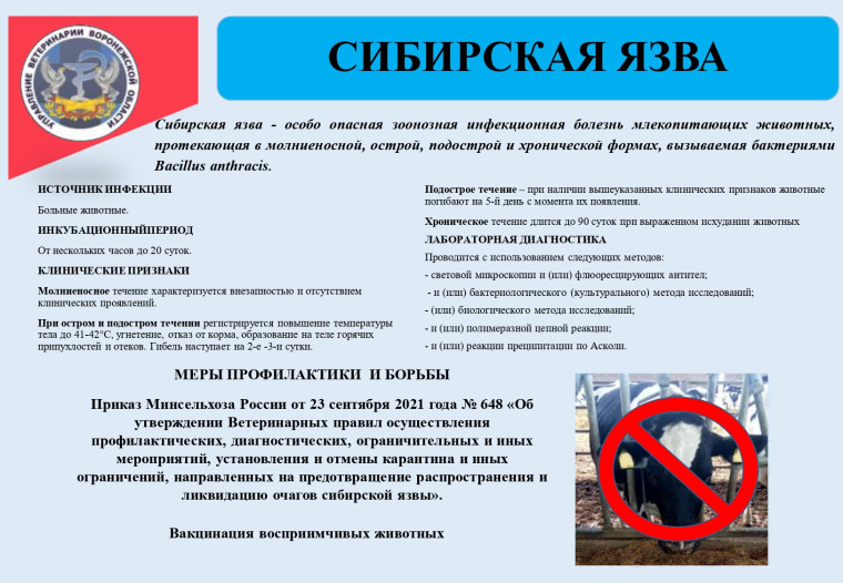 Сибирская язва- особо опасная зоонозная инфекционная болезнь!. Сибирская язва- особо опасная зоонозная инфекционная болезнь!.